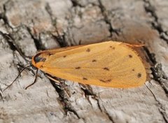 Panterspinner (Setina irrorella)