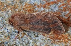 Plumed Prominent (Ptilophora plumigera)