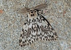 Black Arches (Lymantria monacha)