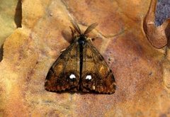 The Vapourer (Orgyia antiqua)