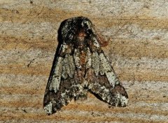 Oak Beauty (Biston strataria)