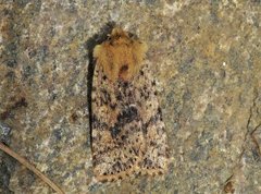 Dotted Chestnut (Conistra rubiginea)