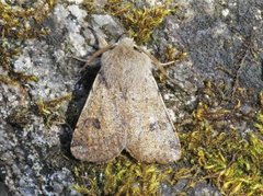 Small Quaker (Orthosia cruda)