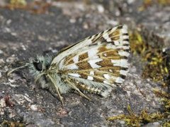 Grizzled Skipper (Pyrgus malvae)