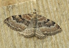 Scarce Tissue (Rheumaptera cervinalis)