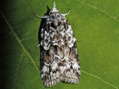 Seljeviklerfly (Nycteola degenerana)
