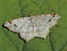Peacock Moth (Macaria notata)
