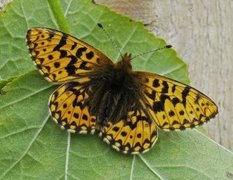 Freija's Fritillary (Boloria freija)