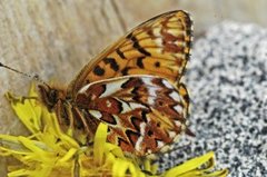 Freija's Fritillary (Boloria freija)