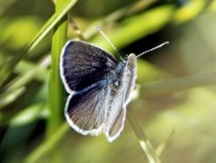 Small Blue (Cupido minimus)