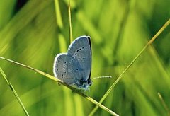 Small Blue (Cupido minimus)