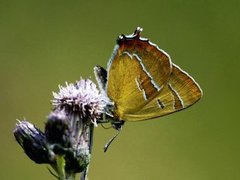 Brown Hairstreak (Thecla betulae)
