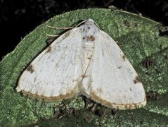 Toflekket hermelinmåler (Lomographa bimaculata)