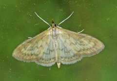 Bordered Pearl (Paratalanta pandalis)