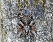 Beautiful Brocade (Lacanobia contigua)