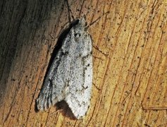 March Tubic (Diurnea fagella)