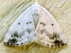 Clouded Silver (Lomographa temerata)