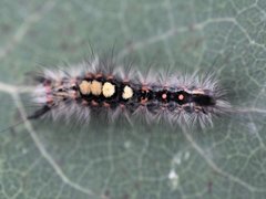 The Vapourer (Orgyia antiqua)