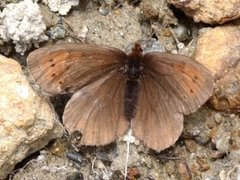 Dewy Ringlet (Erebia pandrose)