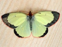 Moorland Clouded Yellow (Colias palaeno)