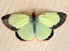 Myrgulvinge (Colias palaeno)