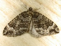 Water Carpet (Lampropteryx suffumata)