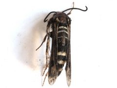 Raspberry Clearwing (Pennisetia hylaeiformis)
