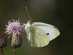 Small White (Pieris rapae)