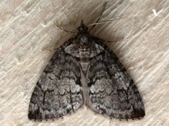 May Highflyer (Hydriomena impluviata)
