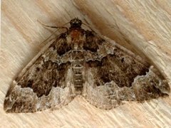 Water Carpet (Lampropteryx suffumata)