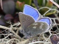 Fjellblåvinge (Plebejus orbitulus)