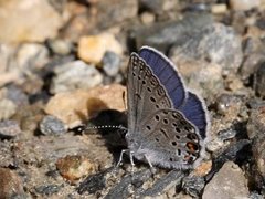 Cranberry Blue (Plebejus optilete)