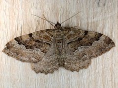 Scarce Tissue (Rheumaptera cervinalis)