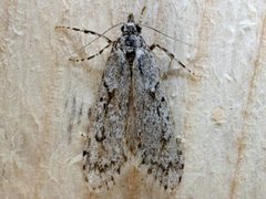March Tubic (Diurnea fagella)