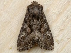 Beautiful Brocade (Lacanobia contigua)