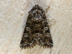 Tawny Shears (Hadena perplexa)
