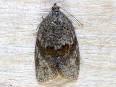 Dark-barred Tortrix (Syndemis musculana)
