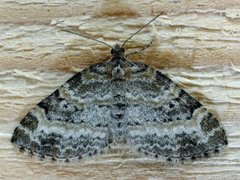 Small Seraphim (Pterapherapteryx sexalata)