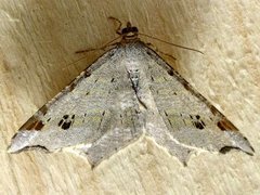 Sharp-angled Peacock (Macaria alternata)