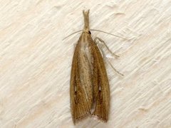 Wainscot Veneer (Chilo phragmitella)