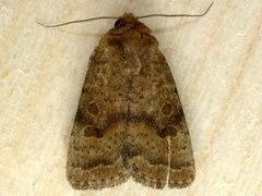 The Uncertain (Hoplodrina octogenaria)