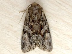 Beautiful Brocade (Lacanobia contigua)