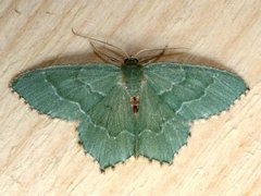 Common Emerald (Hemithea aestivaria)