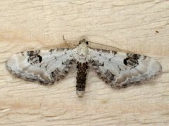 Hvit dvergmåler (Eupithecia centaureata)