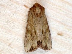 Reddish Light Arches (Apamea sublustris)