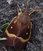 Oak Eggar (Lasiocampa quercus)