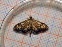 Elder Pearl (Anania coronata)