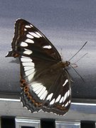 Poplar Admiral (Limenitis populi)