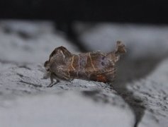 Small Chocolate-tip (Clostera pigra)