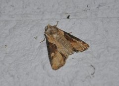 Double Lobed (Lateroligia ophiogramma)
